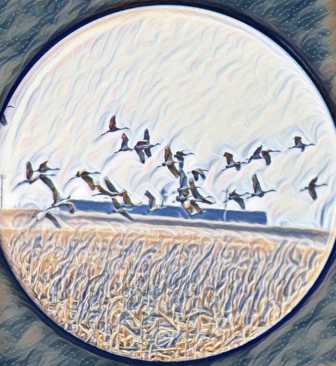 A Thing with Feathers